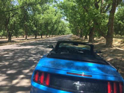 A good ride through the pecan farms on highway 28 with the top down in a Mustang Convertib