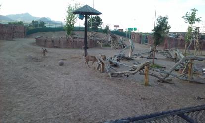 El Paso Zoo gala. Giraffe area.