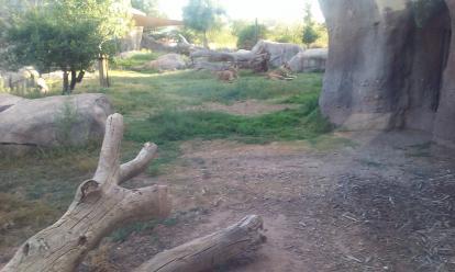 Lion area at El Paso Zoo