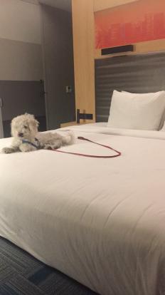 Peaches at Aloft Hotel.  Dogs under 40 pounds free 2019