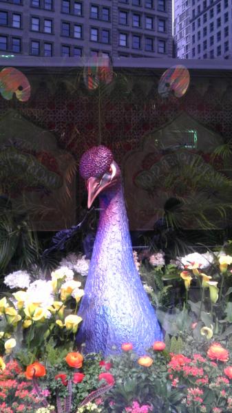 Peacock display at Macys in New York City. Part of the display for the flowershow.