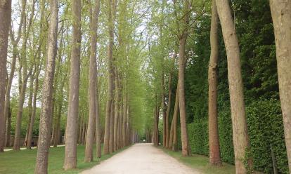 Hallway of trees at Versailles. The gardens have miles of walkways and an entire day can e