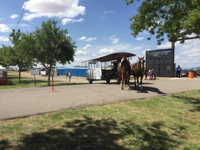 Horse drawn carriage at the Las Cruces Wine Festival September 2015