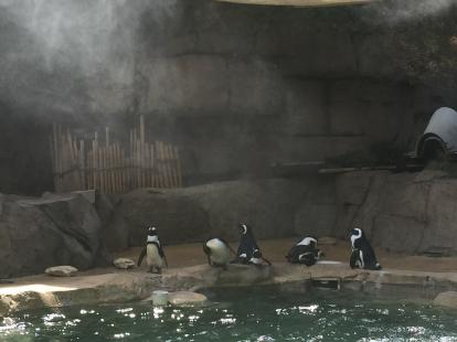 Penguins at the Dallas Zoo 2019