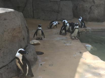 Penguins at the Dallas Zoo 2019 Close