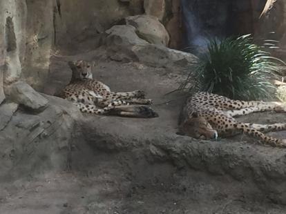 Cheetahs at the Dallas Zoo 2019