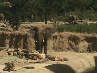 Elephant at the Dallas Zoo