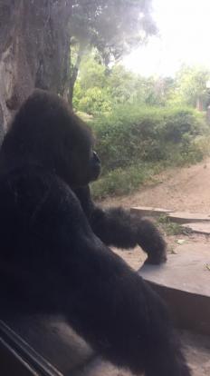 Gorilla at the Dallas Zoo 2019