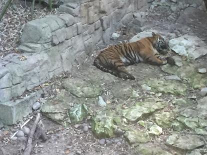 Tiger sleeping at the Dallas Zoo 