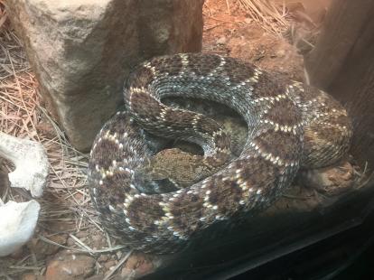 Western Diamond Rattlesnake . Within 24 hours the venom will digest skin, open the body ca