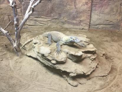 Komodo Dragon at the Dallas Zoo 2019