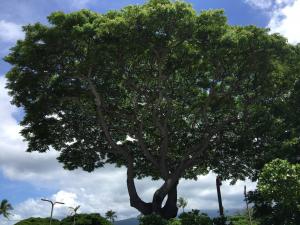 A tree outside Kona airport provides a large canopy.