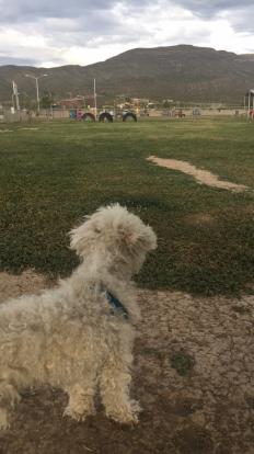 Peaches at the Alamogordo Park Bark Dog Park 2019