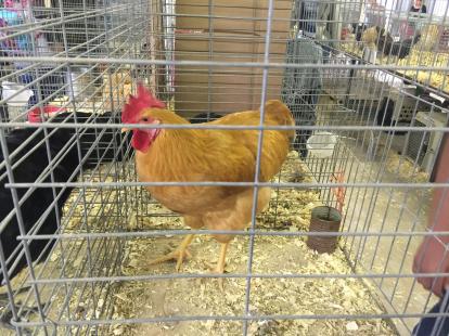 Southern New Mexico State Fair Poultry Exhibit